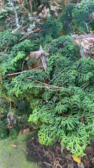 Chamaecyparis obtusa