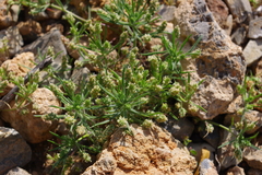 Plantago amplexicaulis