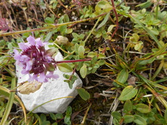 Thymus praecox polytrichus