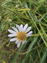 Aster indicus
