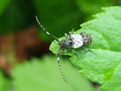 Pogonocherus hispidulus