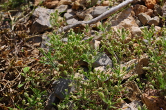 Plantago amplexicaulis