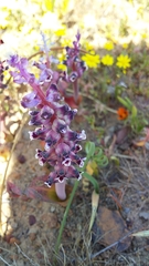 Lachenalia elegans