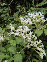 Eupatorium chinense