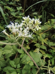 Eupatorium chinense