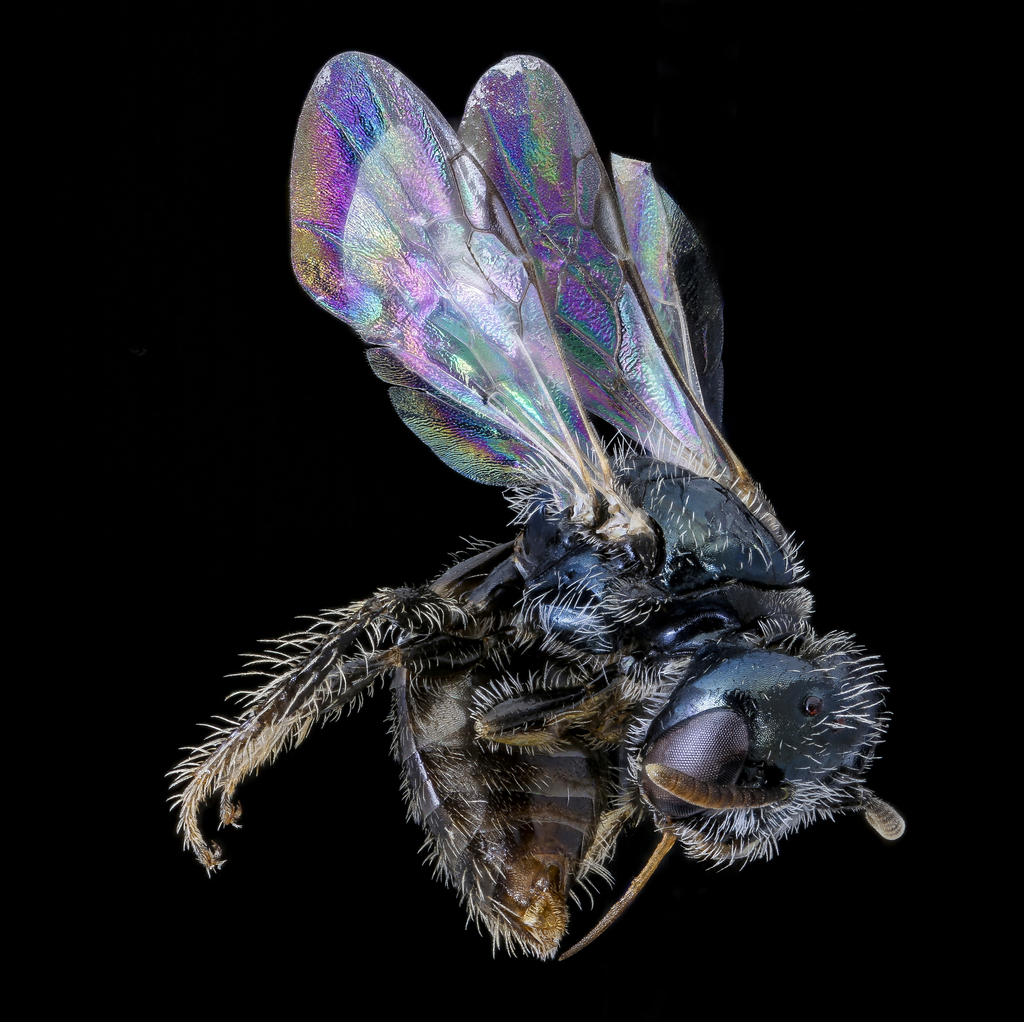 Bolton's Fairy Bee