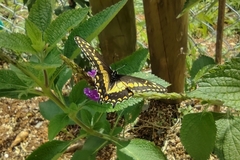 Papilio polyxenes americus