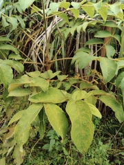 Aralia decaisneana
