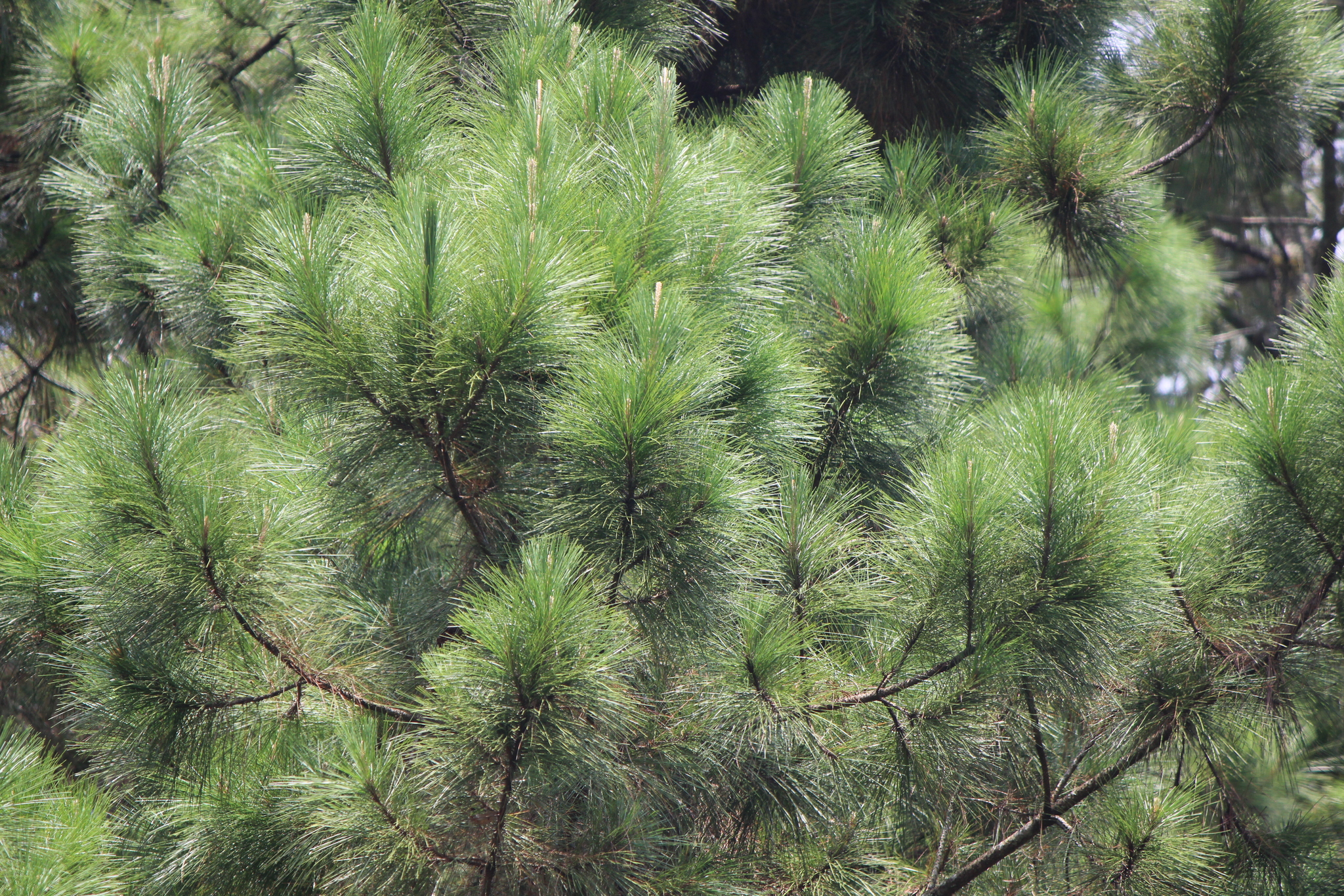 Pinus merkusii