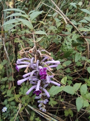 Buddleja lindleyana