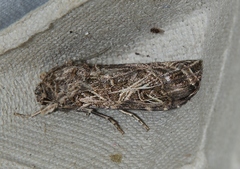 Spodoptera littoralis