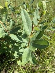 Asimina reticulata