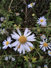 Aster indicus