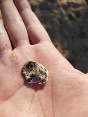 Saccostrea glomerata