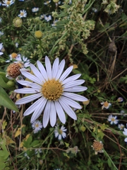 Aster indicus