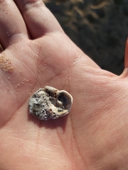 Saccostrea glomerata