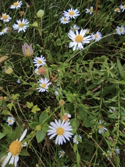 Aster indicus