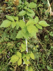 Rubus coreanus