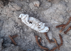 Parasesarma