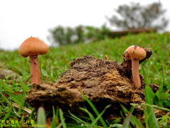 Protostropharia ovalispora