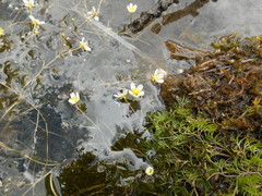 Ranunculus confervoides