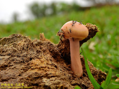 Protostropharia ovalispora