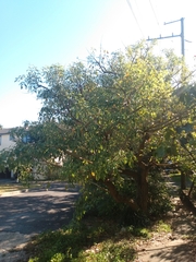 Erythrina crista-galli