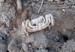 Parasesarma