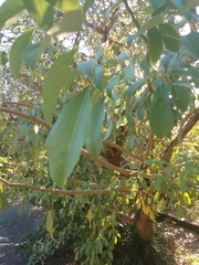 Erythrina crista-galli