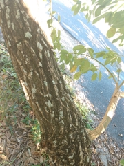 Erythrina crista-galli