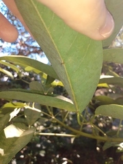 Erythrina crista-galli