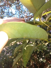 Erythrina crista-galli