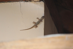 Hemidactylus frenatus