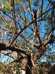 Erythrina crista-galli