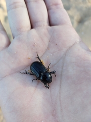 Semanopterus
