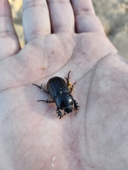 Semanopterus