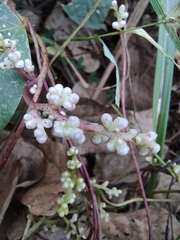 Cuscuta japonica
