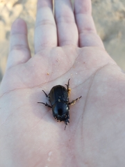Semanopterus