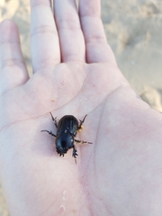 Semanopterus