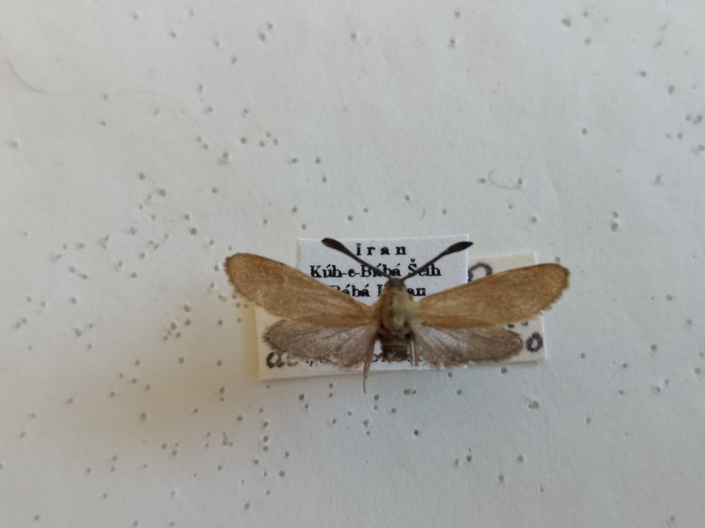 Adscita capitalis