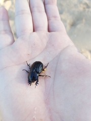 Semanopterus