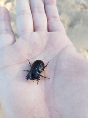 Semanopterus