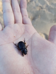 Semanopterus