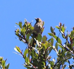 Pycnonotus bimaculatus