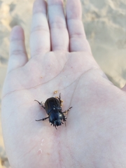 Semanopterus