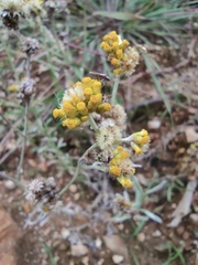 Pseudognaphalium affine