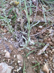 Pseudognaphalium affine