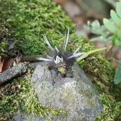 Gymnelia
