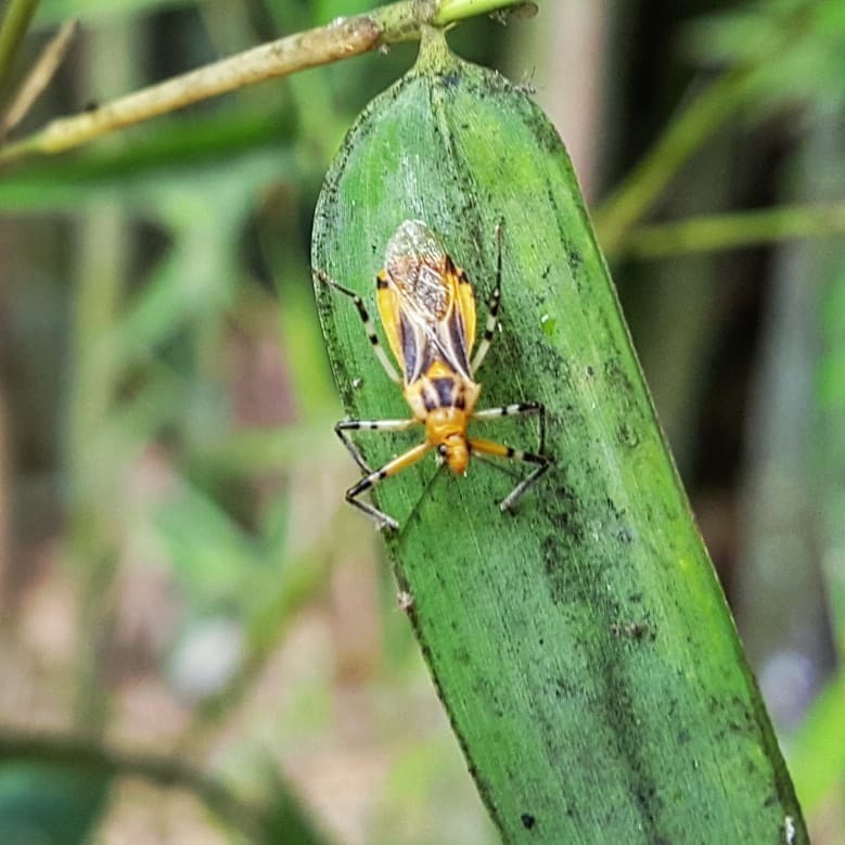 Repipta nigronotata