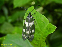 Eterusia aedea formosana